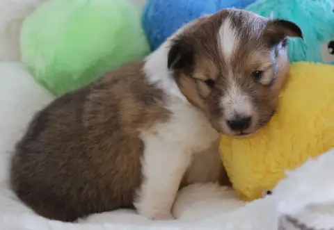 Shetland Sheepdog  Chiot N°1 Du Royaume De La Petite  e4f6f