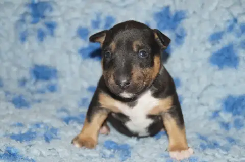 Bull Terrier Miniature  Chiot 1 Du Trésor Des Mines edf50 photo 3