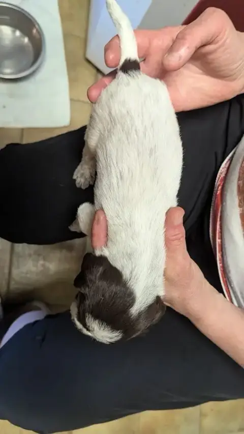 Griffon D'Arrêt À Poil Dur Korthals  Chiot N°7 De La  562a8