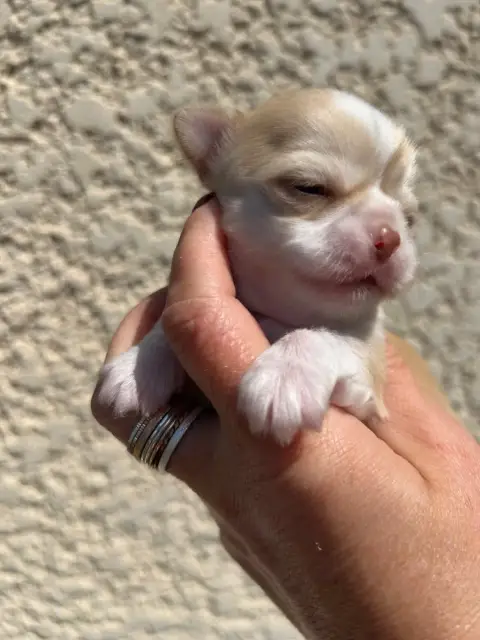 Chihuahua  Blouny Des Petits Trésors D'Angel photo 3