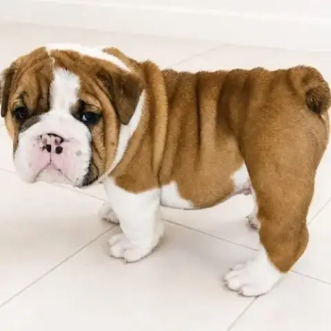 Bulldogs Anglais Exotiques