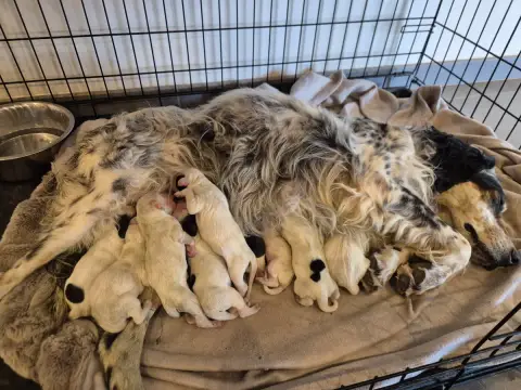 Setter Anglais  Chiot N°3 Du Roc De La Loubière