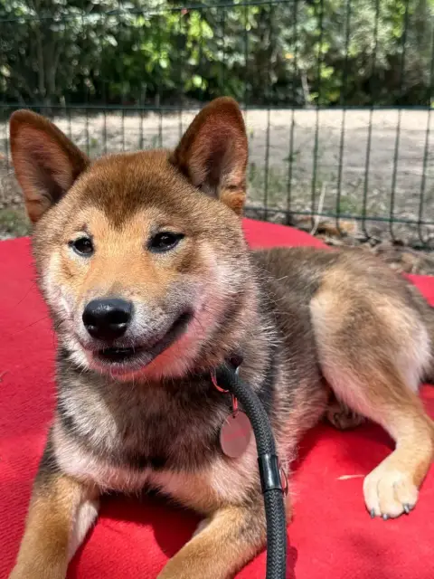 Shiba  Azami Des Renards Du Castrum
