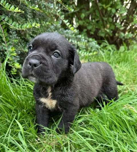 Cane Corso  Chiot N°6 Valma'S Signature