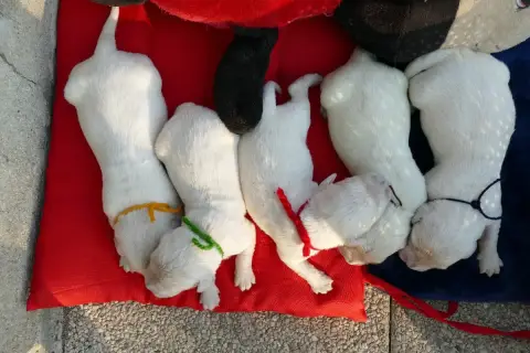 Golden Retriever  Chiot 7 De La Plaine Des Peupliers a75ec