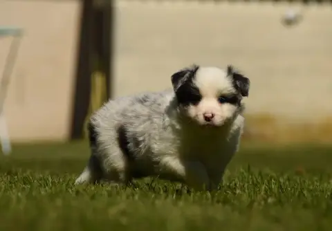 Border Collie  Chiot N°3 Des Collines De Sagne
