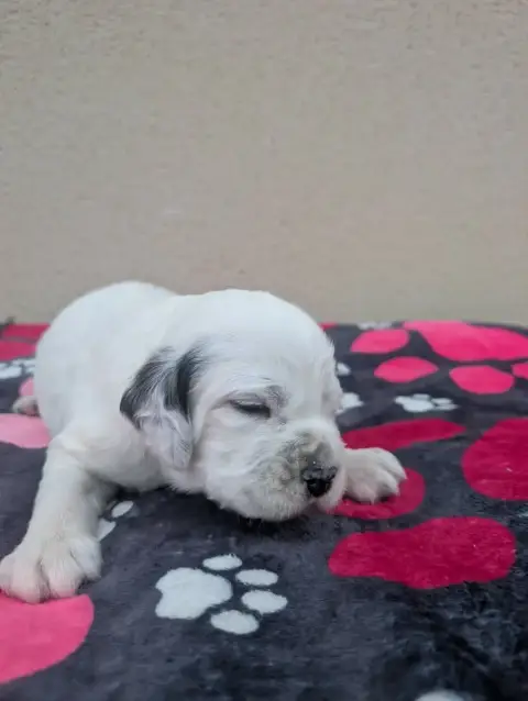 Setter Anglais  Chiot 3 Des Sentiers De La Douyne photo 2