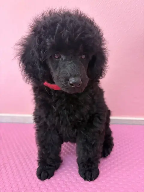 Caniche  Chiot N°1 Generation Top photo 2
