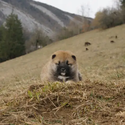 Shiba  Bambi Des Seigneurs De Montbel