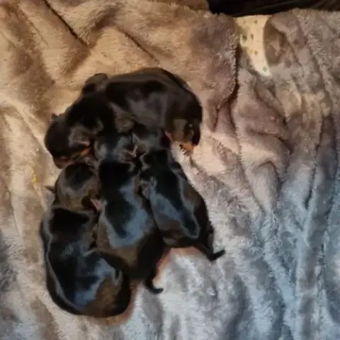 Royaume Des Perles Chiots Yorkshire