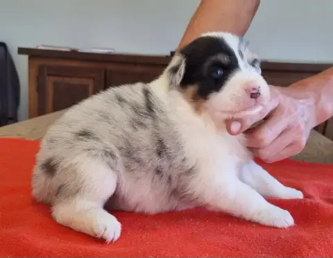 Berger Australien  Chiot N°2 Des Hirondelles Du Voyag 2df5f