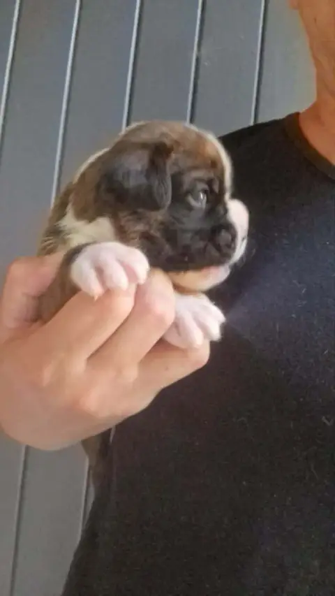 Boxer  Chiot N°1 De Yu Box