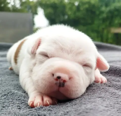 Staffordshire Bull Terrier  Chiot N°4 Everybody'S Got 73749