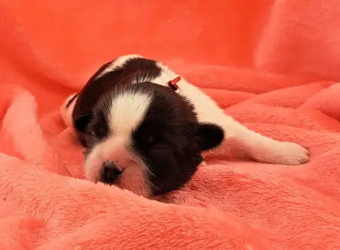 Shih Tzu  Barth photo 3