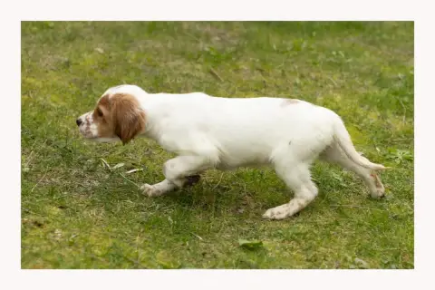Setter Anglais  Chiot 6 Des Condamines Sous La Tour a62a8
