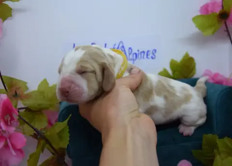 Basset Hound  Bountie Des Contrées Alpines
