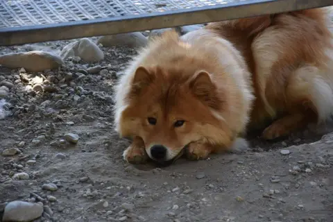 Eurasier  Berkana Betty Des Crinières De Feu photo 3