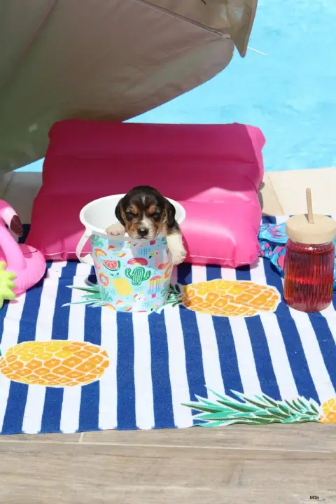 Beagle  Chiot 4 Des Crocs De Heurtevent photo 2