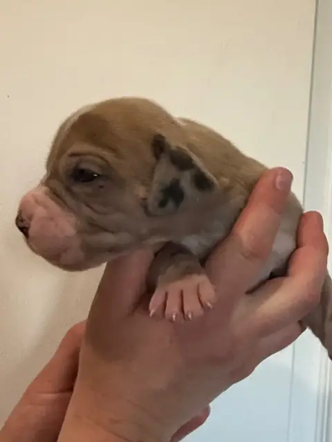 Dogue Allemand  Chiot N°9 Des Gardiens De L'Homme photo 2