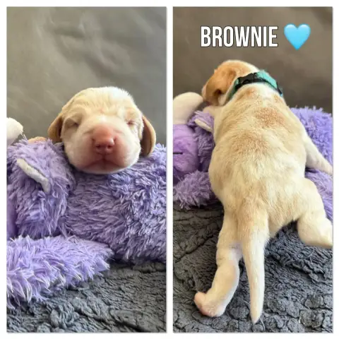 Beagle  Brownie De La Vignelais