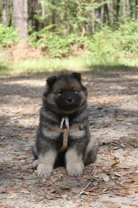 Eurasier  Chiot Blanc Du Mas De Gombourg photo 2