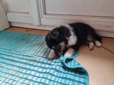 Shetland Sheepdog 
                        Baghera Du ff452
