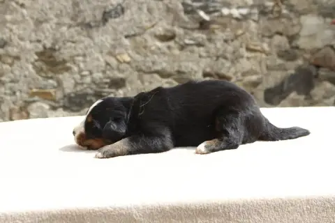 Bouvier Bernois  Chiot 2 De La Vallée De L'Hyrome photo 2