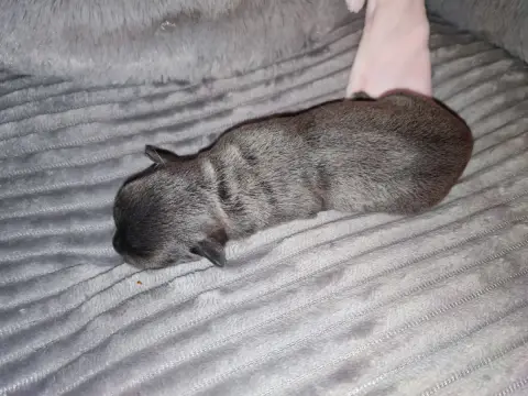 Chihuahua  Chiot 4 Du Gang Des Calinounoux