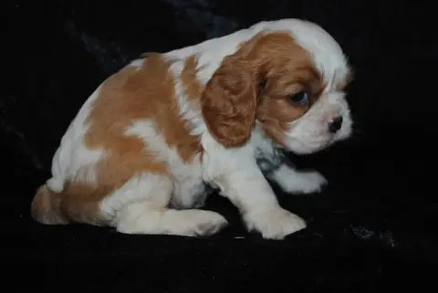 Cavalier King Charles Spaniel  Brioche De La Colline  1d55f photo 2