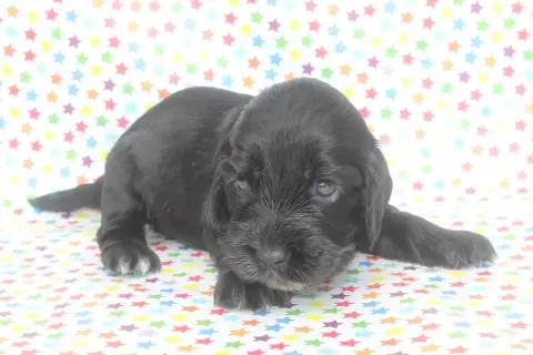 Cocker Spaniel Anglais  Femelle Noire Of Caniland'S D ab51e