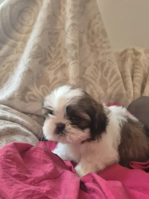 Shih Tzu  Babylone Di A Stella Turchina