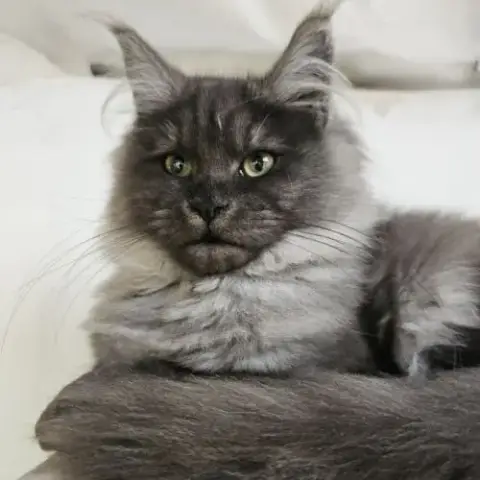 Maine Coon
