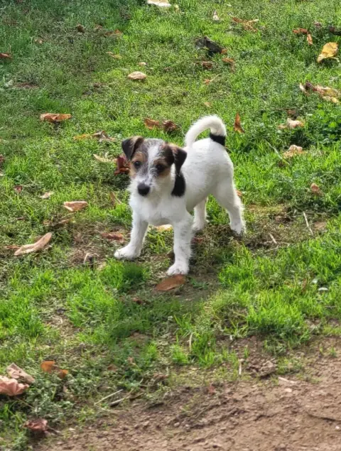 Jack Russell Terrier  Volverine De La Bruyère De Jade f0845 photo 3