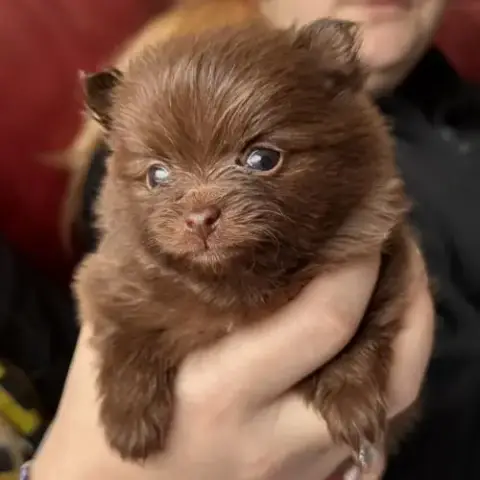 3 Spitz Nain Pomeranian Disponibles