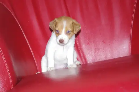 Jack Russell Terrier  Bigoudi A L'Ouest Des Prés De L 2e4d3