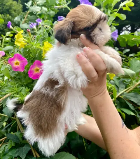 Shih Tzu  Bailey De La Baronnerie Des Cuillerdier photo 3