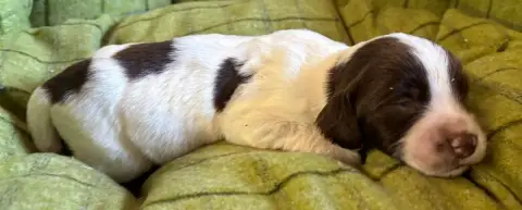English Springer Spaniel  B.............. Des Etangs  17054 photo 3