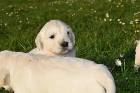 Golden Retriever  Bébé 2 Des Pimouchouck'S photo 2