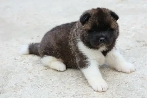 Akita Americain  Collier Bleu Du Domaine D'Amserpa photo 2