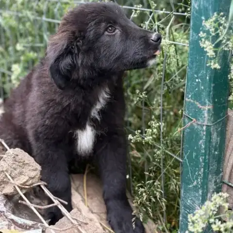 Olaf Bébé Chiot Roumain À L'Adoption