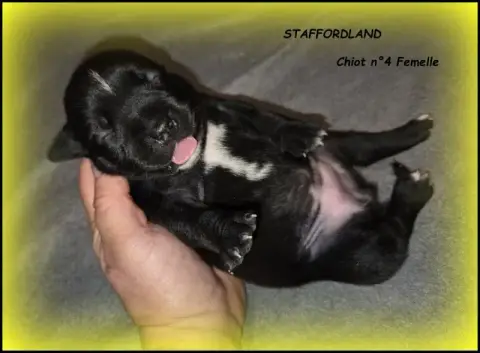 Staffordshire Bull Terrier  Chiot N°4 Staffordland