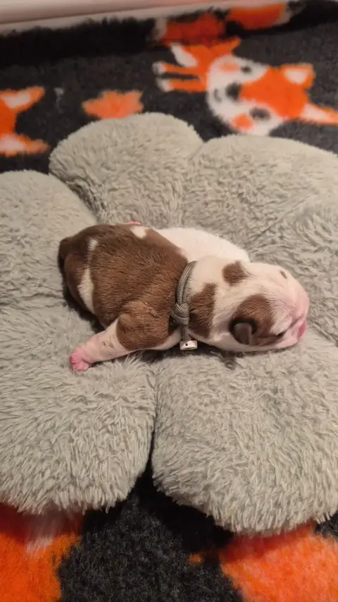 Bulldog Anglais  Bubble Gum D'Apadoka