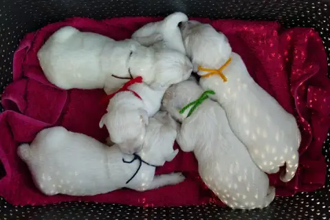 Golden Retriever  Chiot 9 De La Plaine Des Peupliers 4d115
