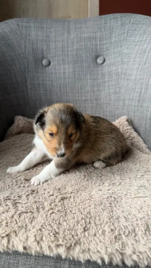 Shetland Sheepdog  Chiot N°3 Du Banc Des Hermelles photo 2