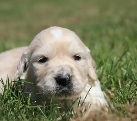 Golden Retriever  Sans Collier De La Lisardière