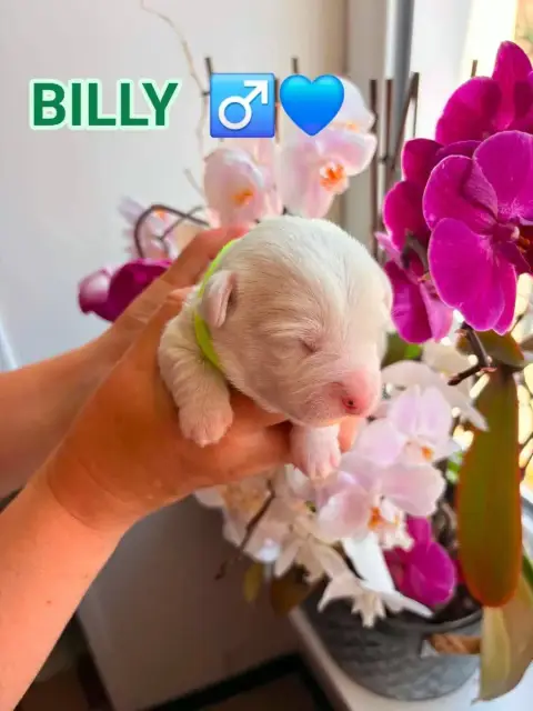 Jack Russell Terrier  Billy Du Domaine Des Deux Étoil 3483a
