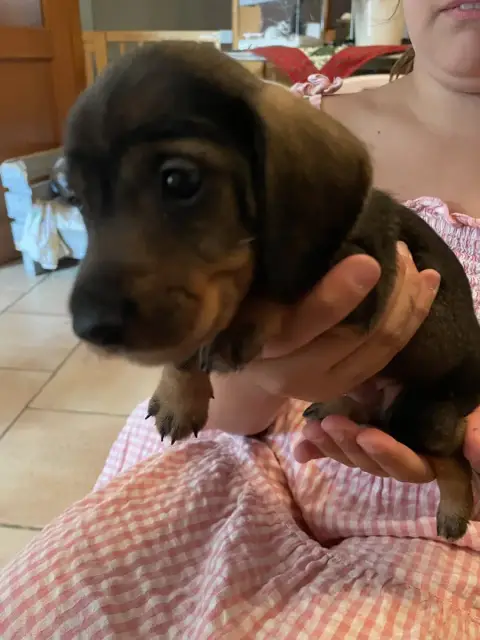 Teckel Poil Dur  Chiot N°4 Du Hameau De La Forêt Noir d7321