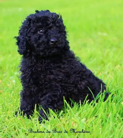 Caniche  Brahms Du Bois De Morchène photo 2