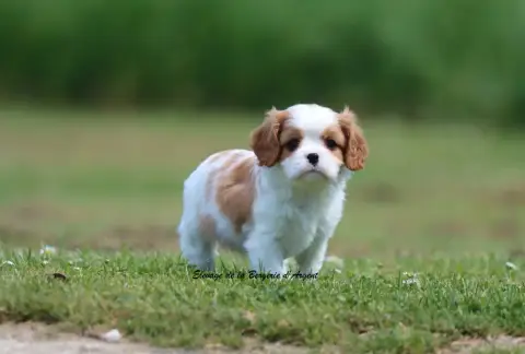 Cavalier King Charles Spaniel  Bobby De La Bergerie D fcd3c photo 3