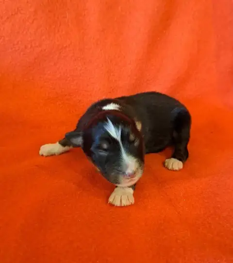 Berger Australien  Chiot 1 De La Pierre Du B'Ressieux 58994